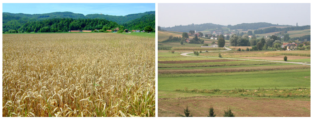 Monokulturno (levo) in polikulturno polje (desno)