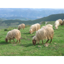 10_2_2-9b.jpg<>Pašniki