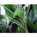 8_Banane.jpg<>Banane