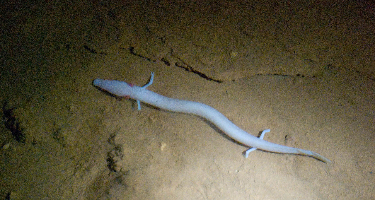 Proteus
