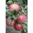 DPP_240.JPG<>Jabolka 