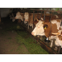 IMG_1152.JPG<>Goveda v hlevu