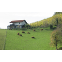 pasa.jpg<>Pašna živinoreja - Kozjansko