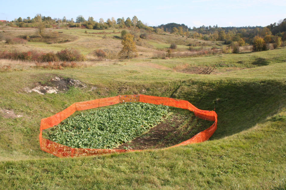 Vrtača