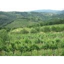 IMG_4046.jpg<>Goriška brda