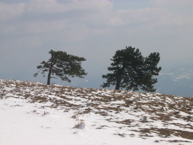 Črni bor