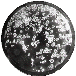 Kristali XeF<sub>4</sub>