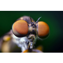 FLY-EYE.jpg<>