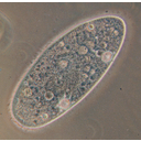 0301_paramecij2.jpg<>Paramecij je protist, ki živi v celinskih vodah. Prehranjuje se z bakterijami.