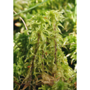 0305_mah_sotni_sphagnum_sp.jpg<>Predstavnik mahov: šotni mah