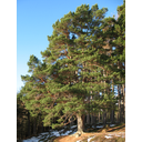 0305_rdeci_bor_pinus_syvestris.jpg<>Predstavnik semenk: rdeči bor