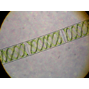 Spirogyra.JPG<>Zelena alga spirogira, ki jo najdemo v naših sladkih vodah; svetlobni mikroskop, 40-kratna povečava.