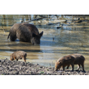 0319_potrosnik_divja_svinja.jpg<>Potrošnike, ki se prehranjujejo s hrano rastlinskega in živalskega izvora, imenujemo vsejedci. Divje svinje so vsejedci, ki živijo predvsem v listopadnih in mešanih gozdovih. Čeprav so sorazmerno pogoste, jih le težko opazimo, ker so aktivne predvsem ponoči. Svinje z mladiči so lahko zelo nevarne, zato se jim v primeru, če jih opazimo, previdno izognimo.