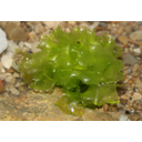 0313_alge_morska_solata.jpg<>Morska solata