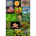 Diversity_of_plants_image_version_5.png<>Rastline