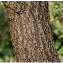 Caribbean_Trumpet_Tree_(Tabebuia_aurea)_trunk_in_Hyderabad,_AP_W_IMG_6553.jpg<>