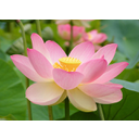 Nelumno_nucifera_open_flower_-_botanic_garden_adelaide2.jpg<>
