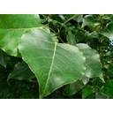 big-green-leaves-in-forrest_w725_h544.jpg<>